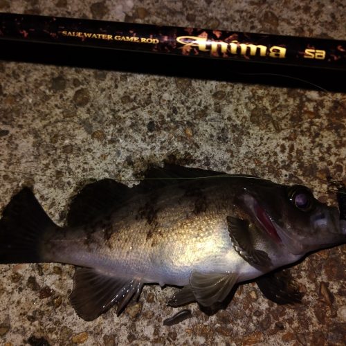 T&A前田慎悟様のレポート