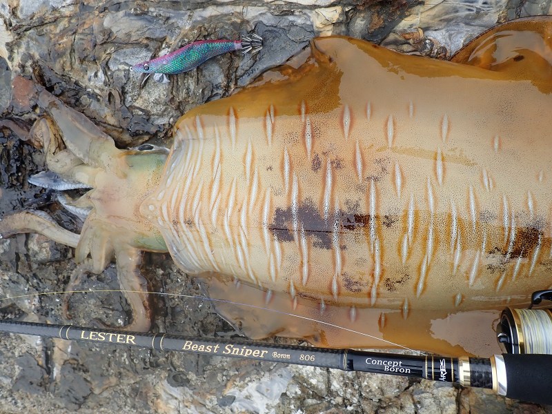 やすさん様のレポート