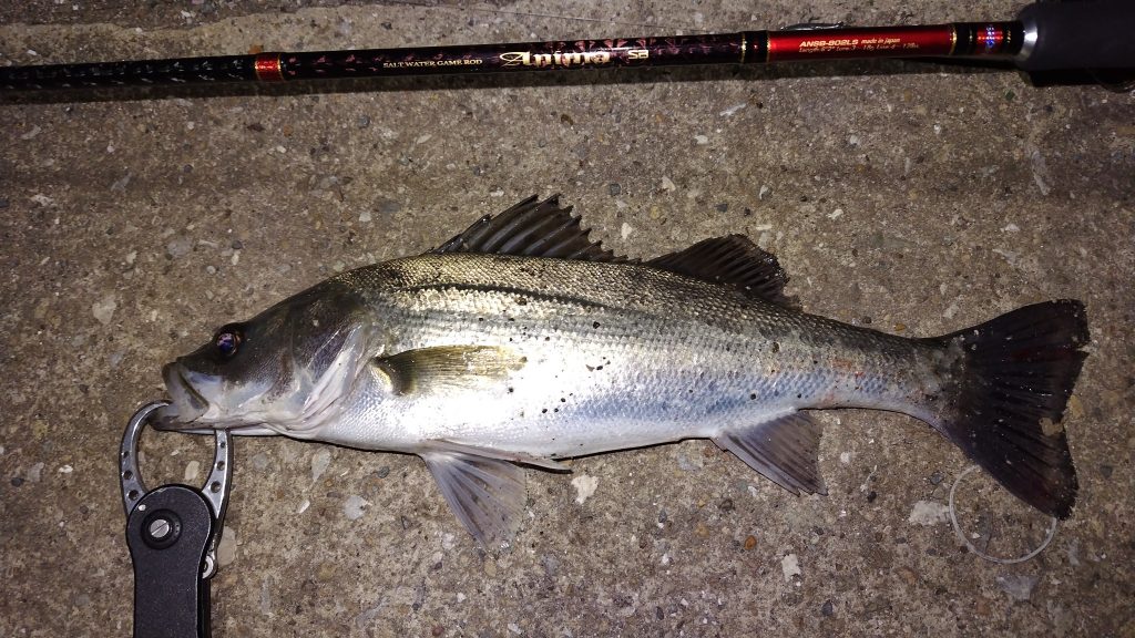 T&A前田慎悟様のレポート