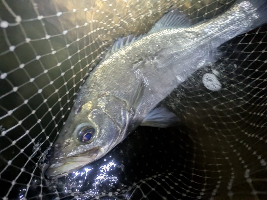 えがしらまさお様のレポート