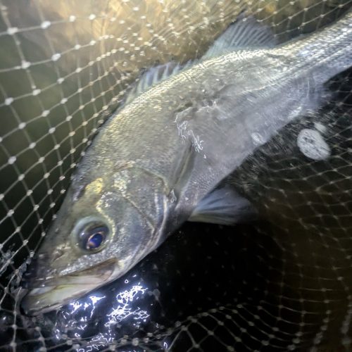 えがしらまさお様のレポート