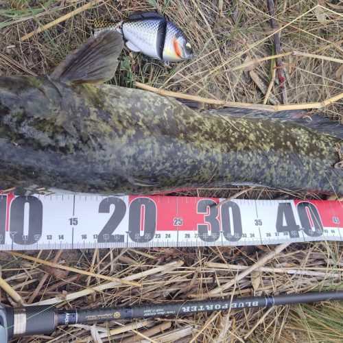 T&A前田慎悟様のレポート