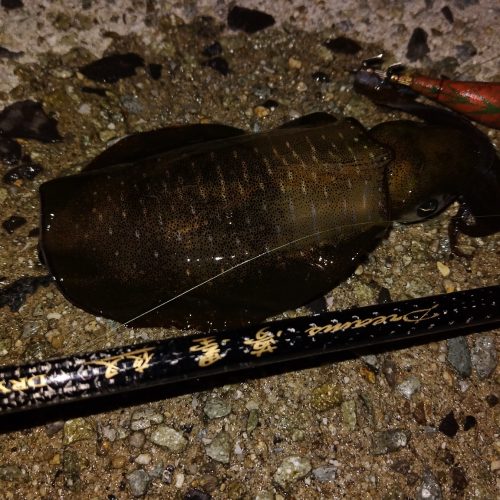 T&A前田慎悟様のレポート