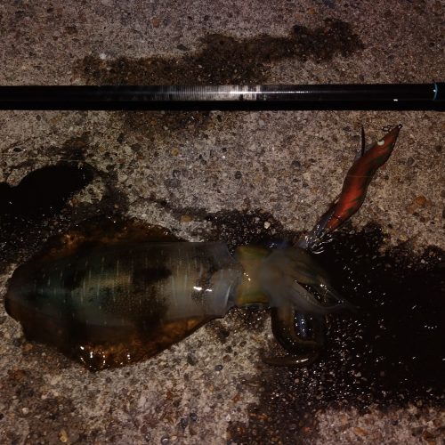 T&A前田慎悟様のレポート