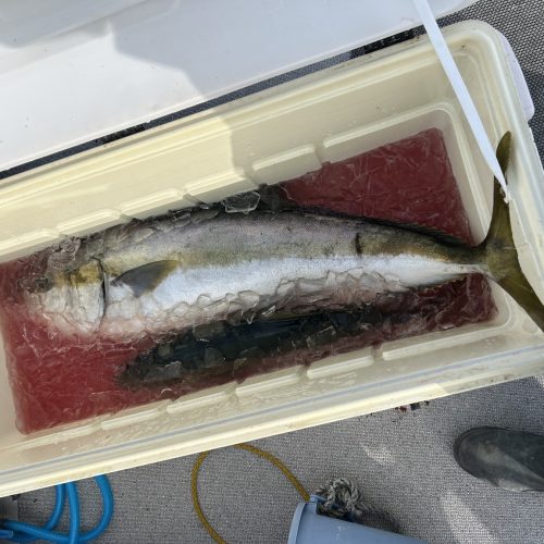 すみのすけ様のレポート