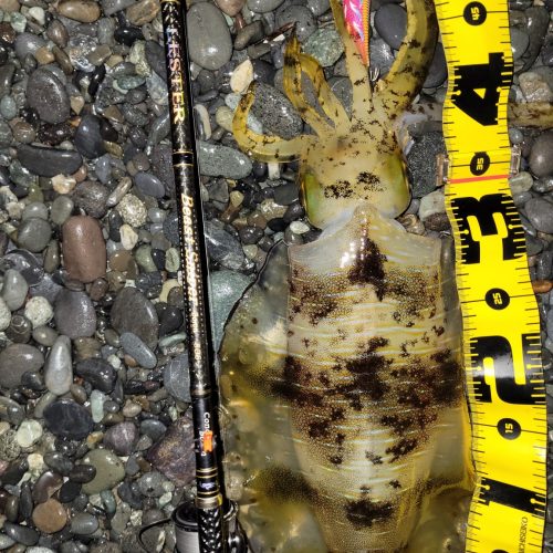 無限流様のレポート