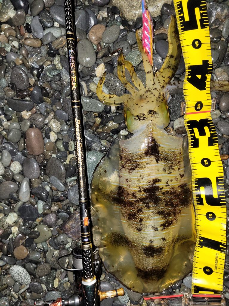 無限流様のレポート