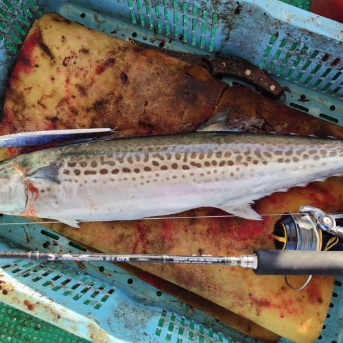 T&A前田慎悟様のレポート