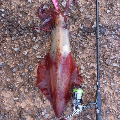 Eging Guru 様のレポート