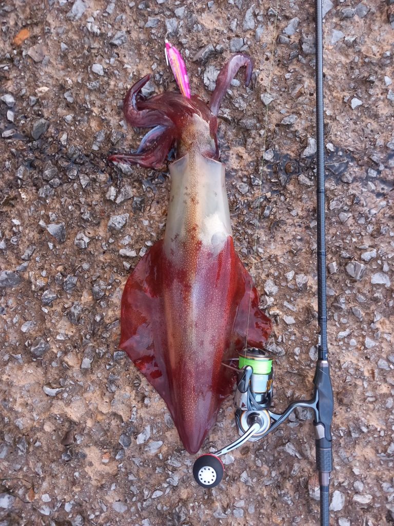 Eging Guru 様のレポート