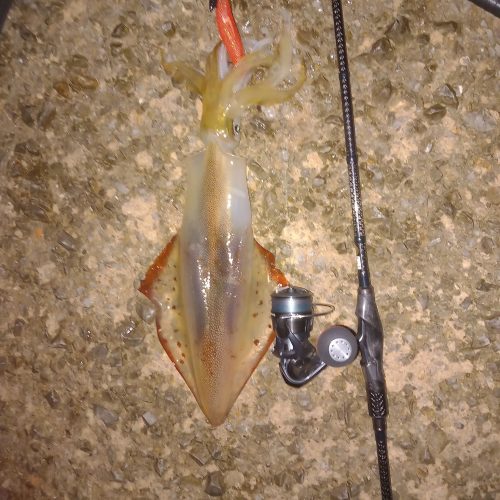 Paolo Gavazzeni様のレポート