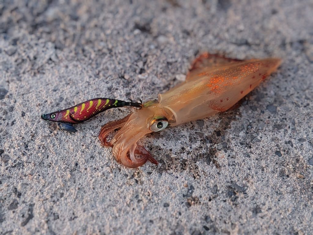 Tetka様のレポート