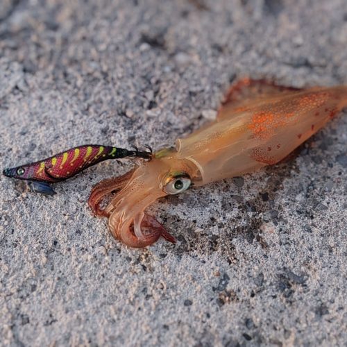 Tetka様のレポート