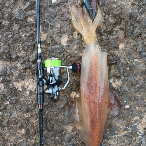 Paolo Gavazzeni 様のレポート