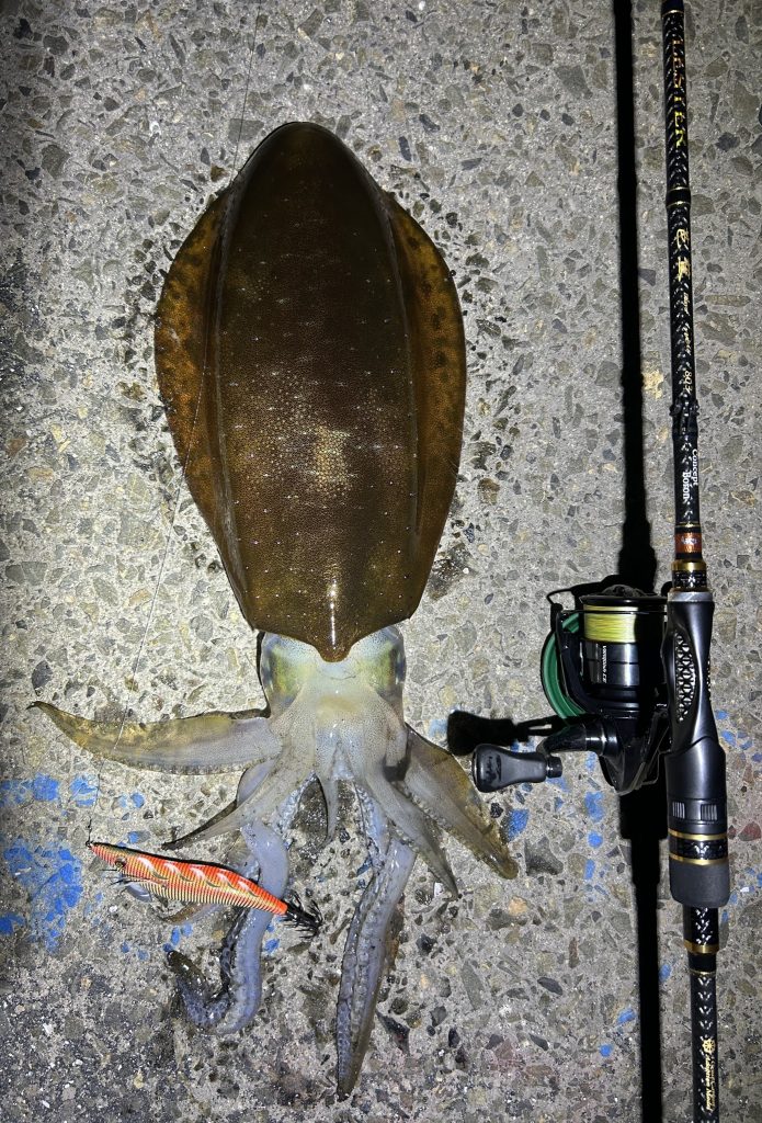 ドンジー様のレポート